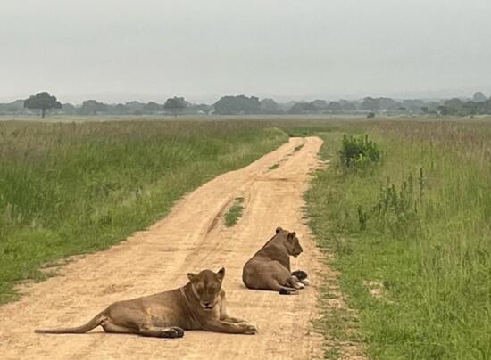 VIL�GJ�R�K - TANZ�NIAI SZAFARI