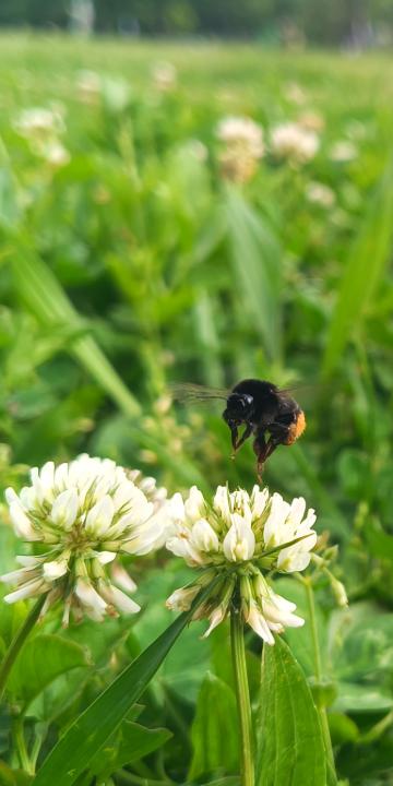 V�ROSI BEPORZ�-BAR�T MEGOLD�SOK